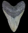 Fossil Megalodon Tooth - Massive Tooth #66147-1